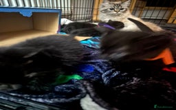 Mixed Breed cats for sale: 4 Black Kittens  - Image 8