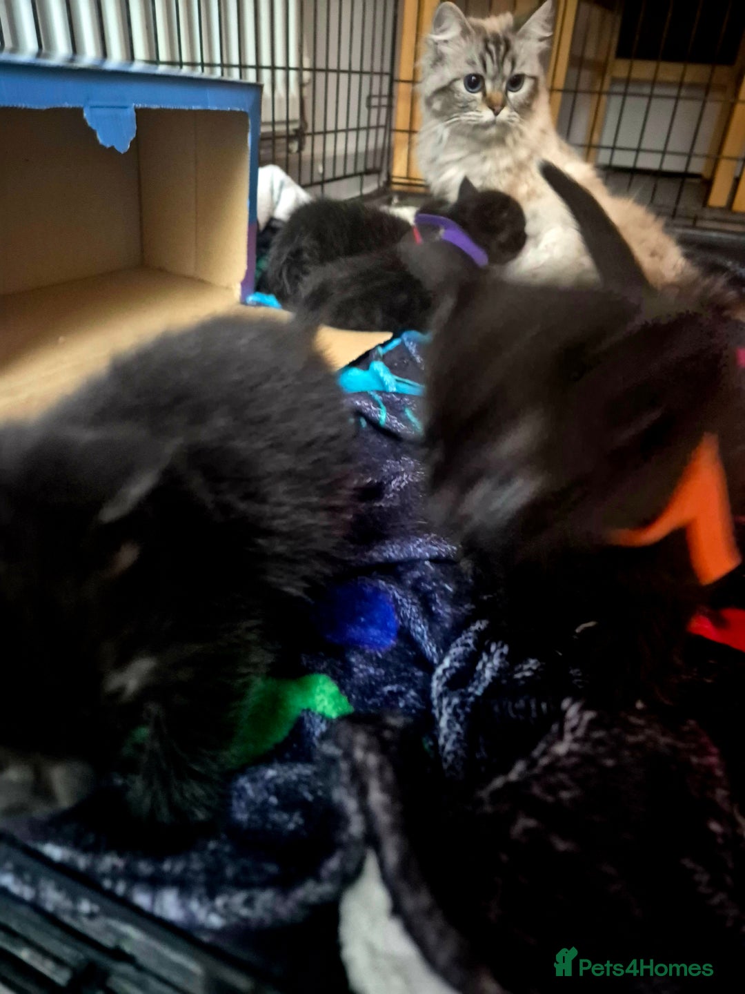 Mixed Breed cats for sale: 4 Black Kittens  - Image 8