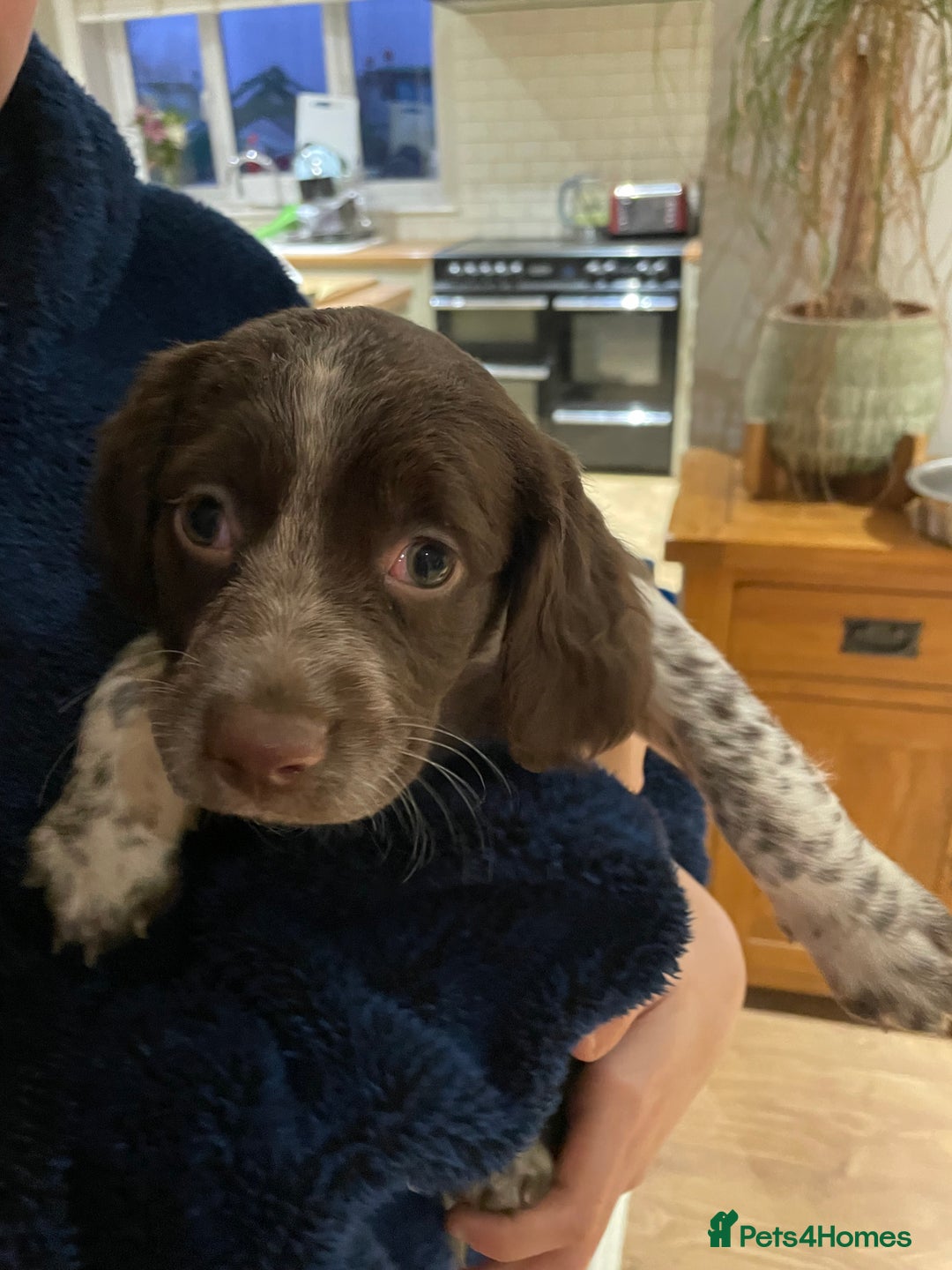 Mixed Breed dogs for sale: Mixed spaniels  - Advert 5