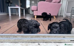 Cockapoo dogs for sale: 5 black cockapoos - Image 10