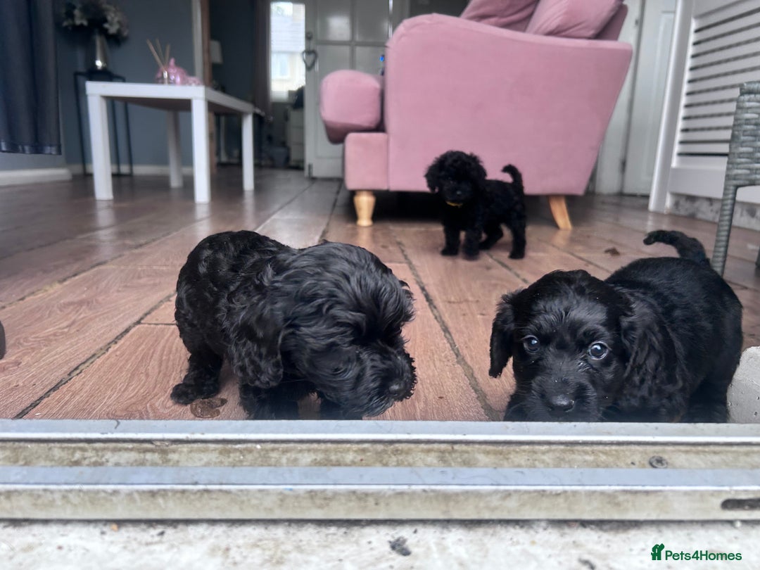 Cockapoo dogs for sale: 5 black cockapoos - Image 10