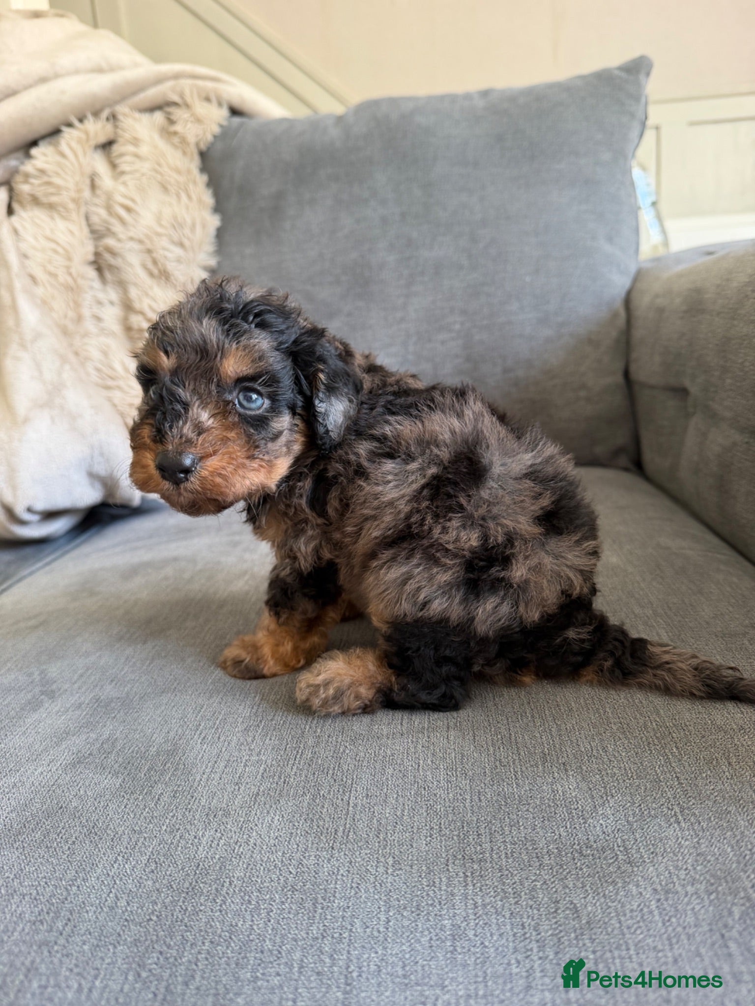 Cavapoo dogs F1b cavapoos ✨Ready in two weeks✨ - Advert 2