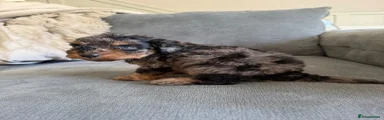 Cavapoo 2