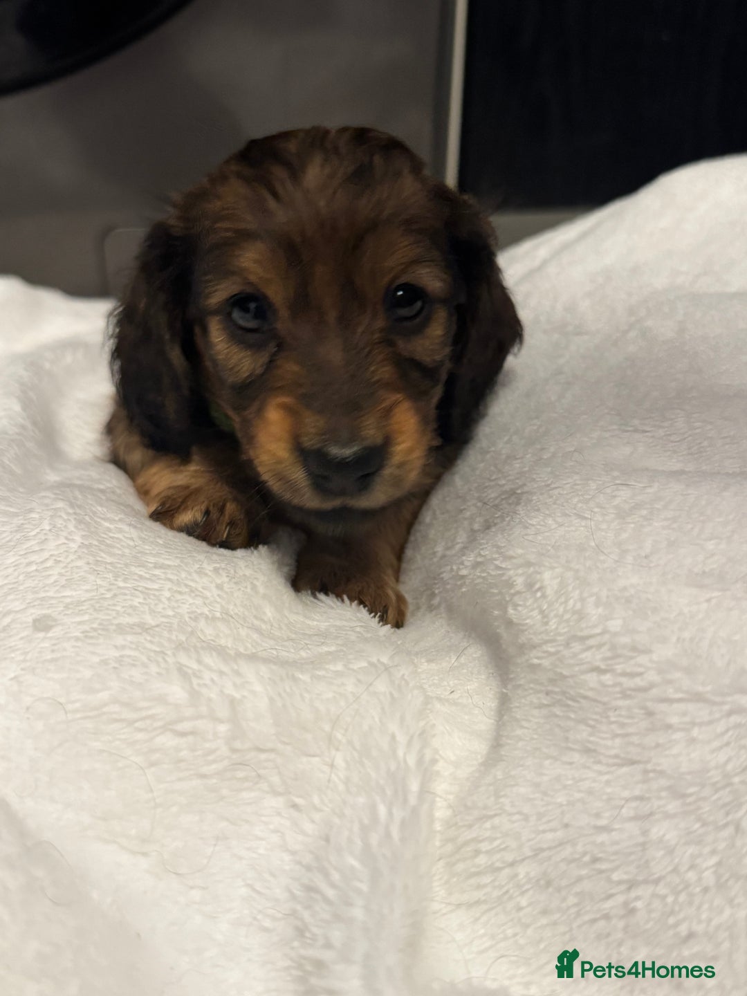 Miniature Dachshund dogs for sale: REDUCED!! Only one long hair miniature girl left!  in Sudbury - Image 16