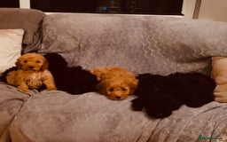 Cockapoo dogs for sale: Cockapoo Puppies - Advert 5