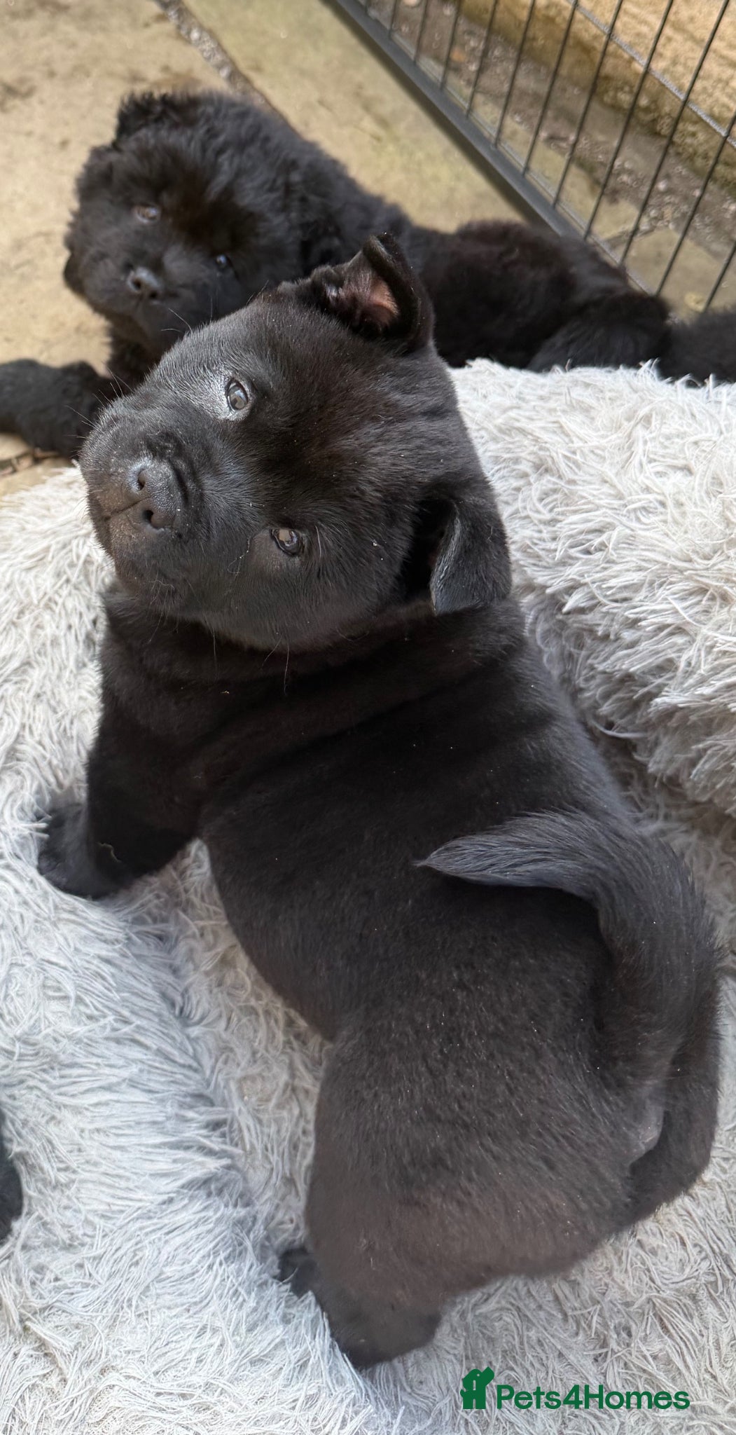 Mixed Breed dogs Adorable fluffy male and short hair Chaffy  pups  - Advert 10