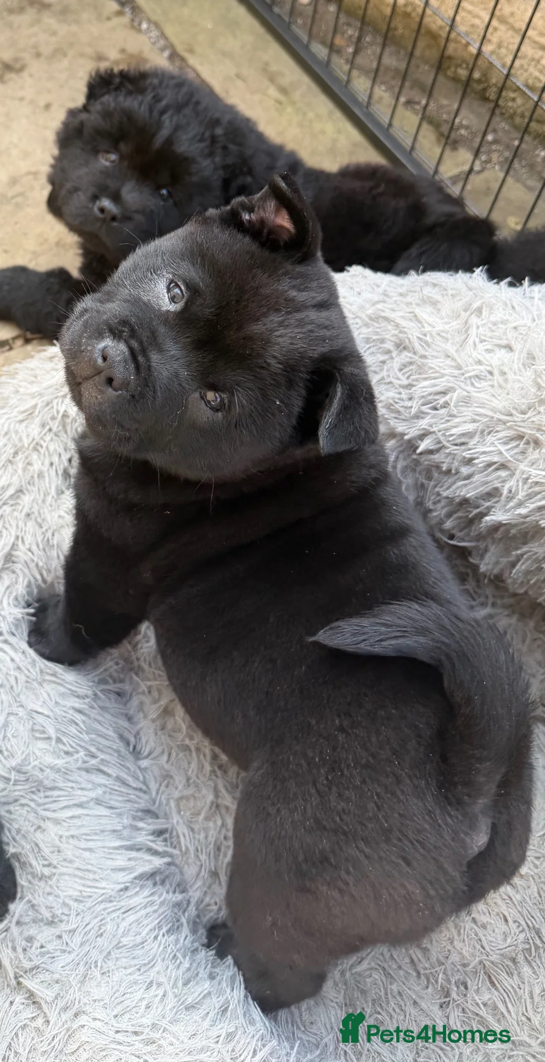 Mixed Breed dogs for sale: Gorjuss (staffyxchow) chaffy x chow pups  - Advert 2