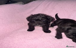 Jackapoo dogs for sale: Beautiful black jackapoo pups  - Image 4