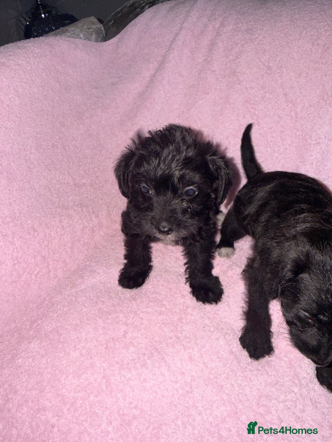 Jackapoo dogs for sale: Beautiful black jackapoo pups  - Image 4