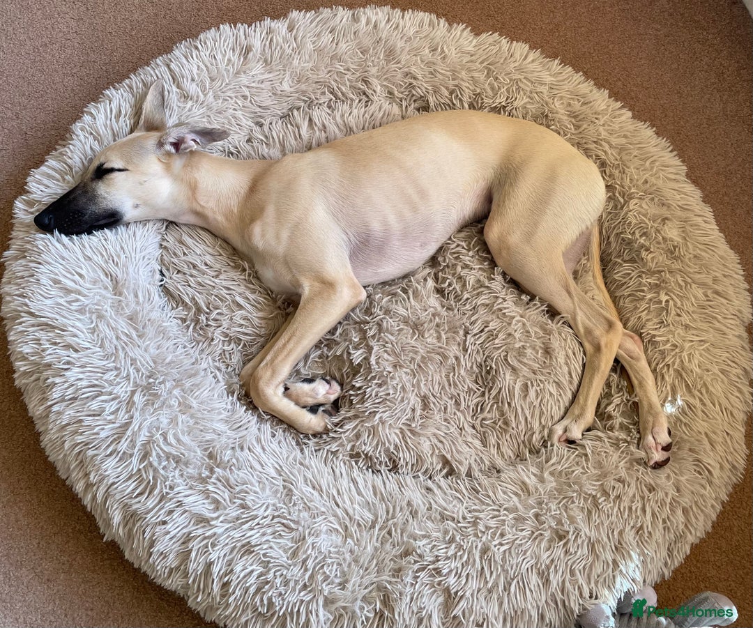 Whippet dogs for sale: 💛 Beautiful Whippet Puppy for His Forever Home ❤️ - Image 10