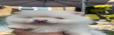 Pomeranian 3