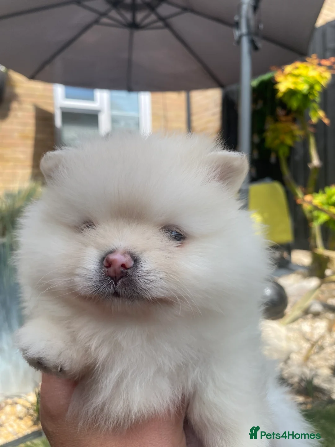 Pomeranian dogs for sale: Stunning pomeranians for sale both parents KC  in Ely - Advert 2