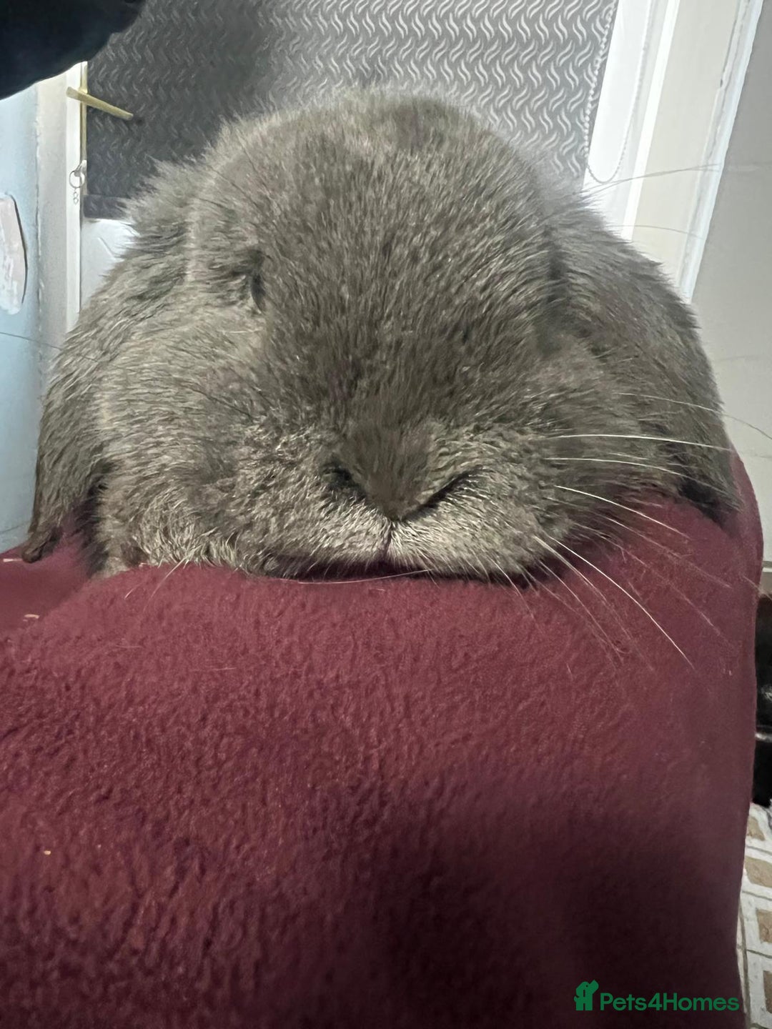 Mini Lion Lop rabbits for sale: Mini lop - Advert 14