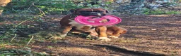 Boxer dogs for stud: First time stud, Bruce in Coulsdon - Advert 32
