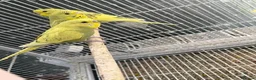 Budgerigars birds for sale: BEAUTIFUL BUDGIES FOR SALE - Advert 5