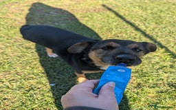 Mixed Breed dogs for adoption: Bumble is looking for a home! - Image 6