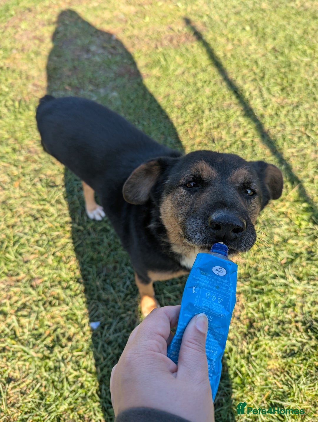 Mixed Breed dogs for adoption: Bumble is looking for a home! - Image 6