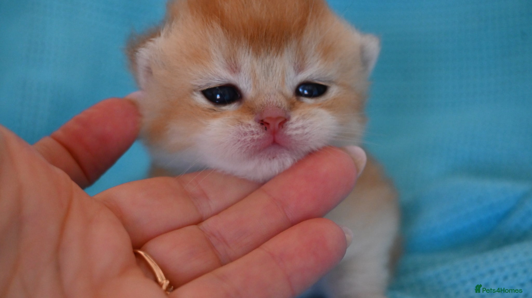 British Shorthair cats Exc Quality Golden kittens from Champion lines 🏆 - Advert 1