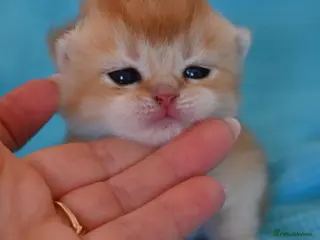 British Shorthair cats Exc Quality Golden kittens from Champion lines 🏆 - Advert 1