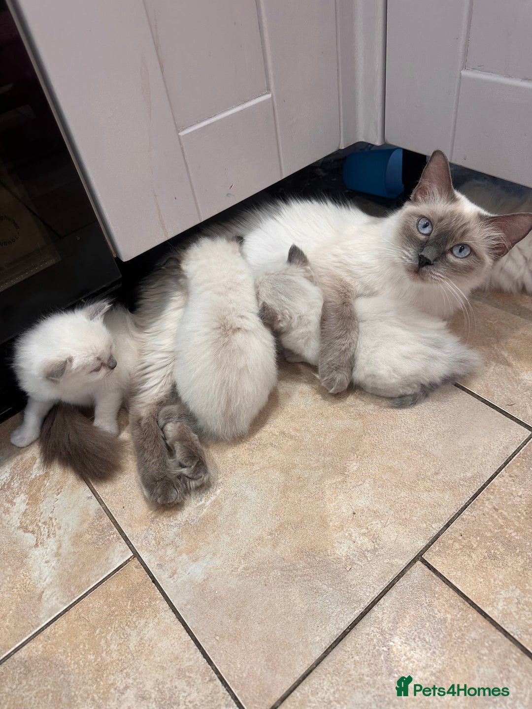 Ragdoll cats for sale: Last Girl & Boy beautiful Ragdolls - Image 9