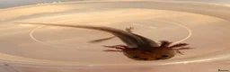 Axolotl reptiles for sale: Baby Axolotol’s  in Barnsley - Advert 7