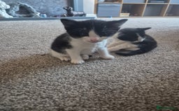 British Shorthair cats for sale: 2 adorable kittens - Image 7