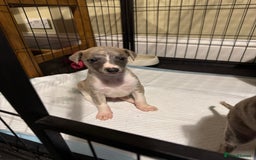 Whippet dogs for sale: SUPER KC Whippet puppies Show bred - Image 5
