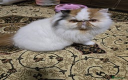 Persian cats for sale: Beautiful Persian Queen for Loving forever home - Image 3