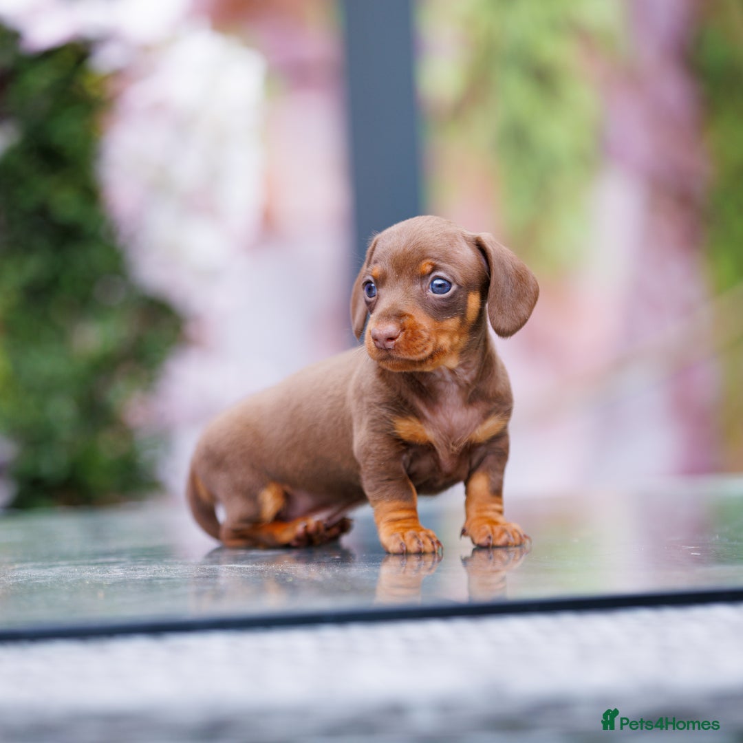 Miniature Dachshund dogs for sale: Top Tier Miniature Dachshunds available!! 😍🤩 - Image 6