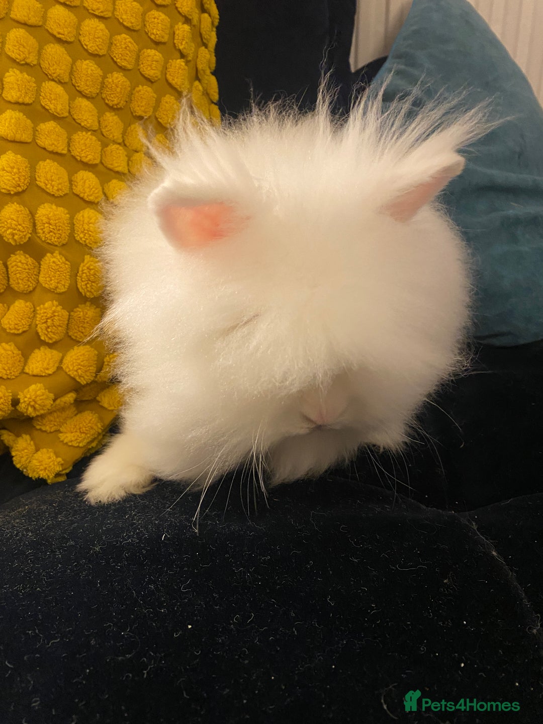 Mini Lion Lop rabbits for sale: Mini lionhead and teddy bear lop cross  - Advert 4