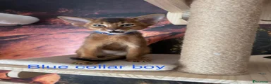 Blue collar boy 