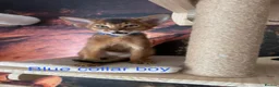Abyssinian cats for sale: Adorable Abyssian kittens - Advert 6