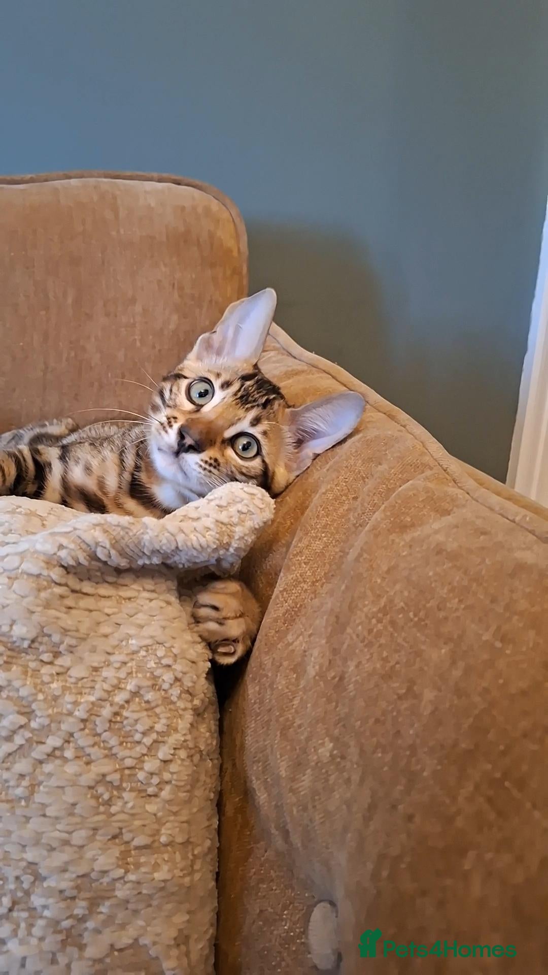 Bengal cats Wild and Luxurious Tica Bengals - Advert 1