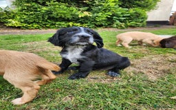 Cocker Spaniel dogs for sale: KC reg Cocker Spaniel Puppies. 1 Black Boy left - Image 1