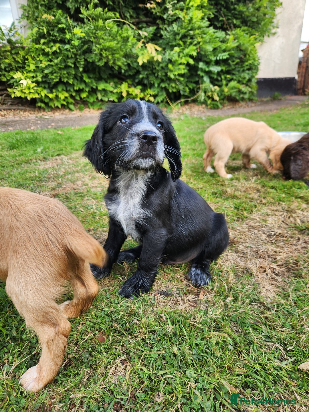 Cocker Spaniel dogs for sale: KC reg Cocker Spaniel Puppies. 1 Black Boy left - Image 1