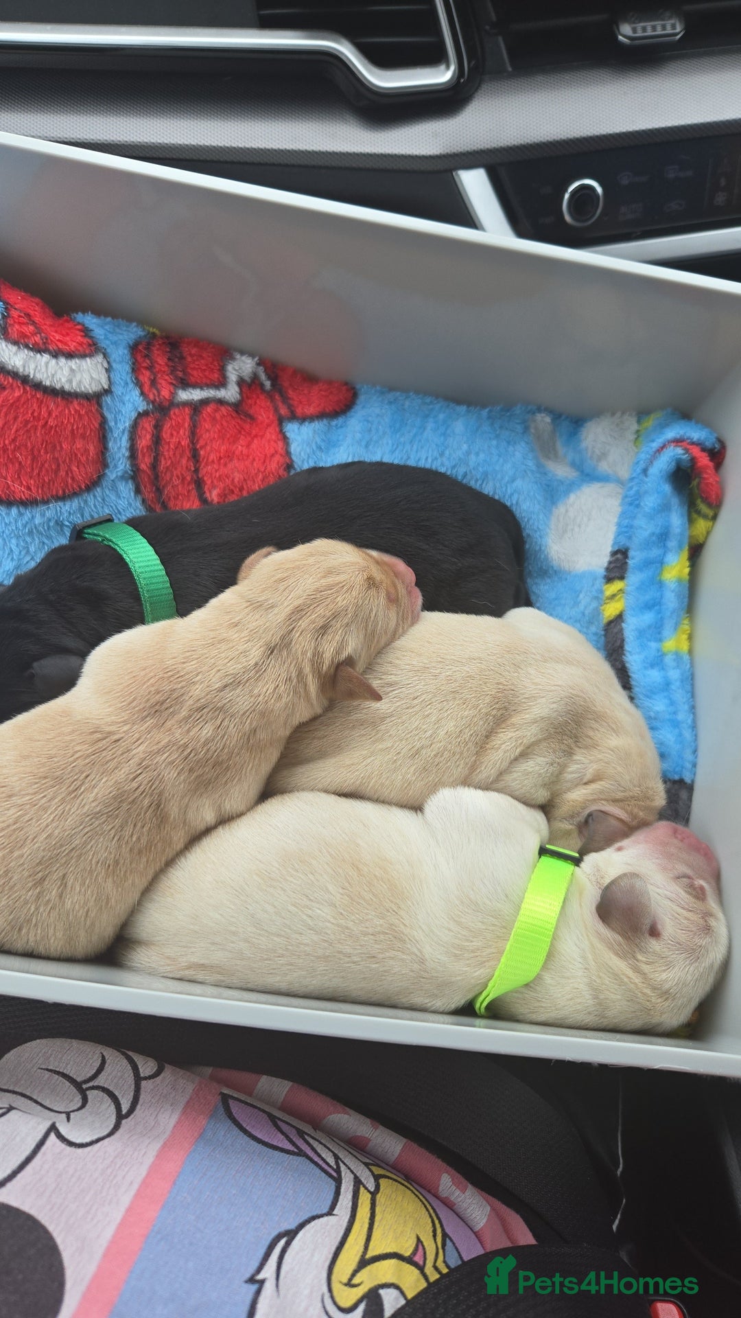 Labrador Retriever dogs for sale: Labrador pups kc registered *1 boy left* in Edinburgh - Image 4