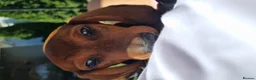 Dachshund dogs for sale: Adorable standard dachshunds with pedigree FCI - Advert 7
