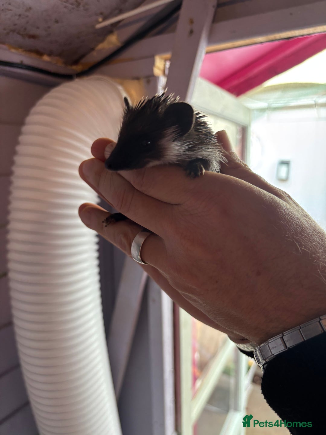 Pygmy Hedgehog rodents for sale: ***African black Pygmy hogs!*** - Image 4