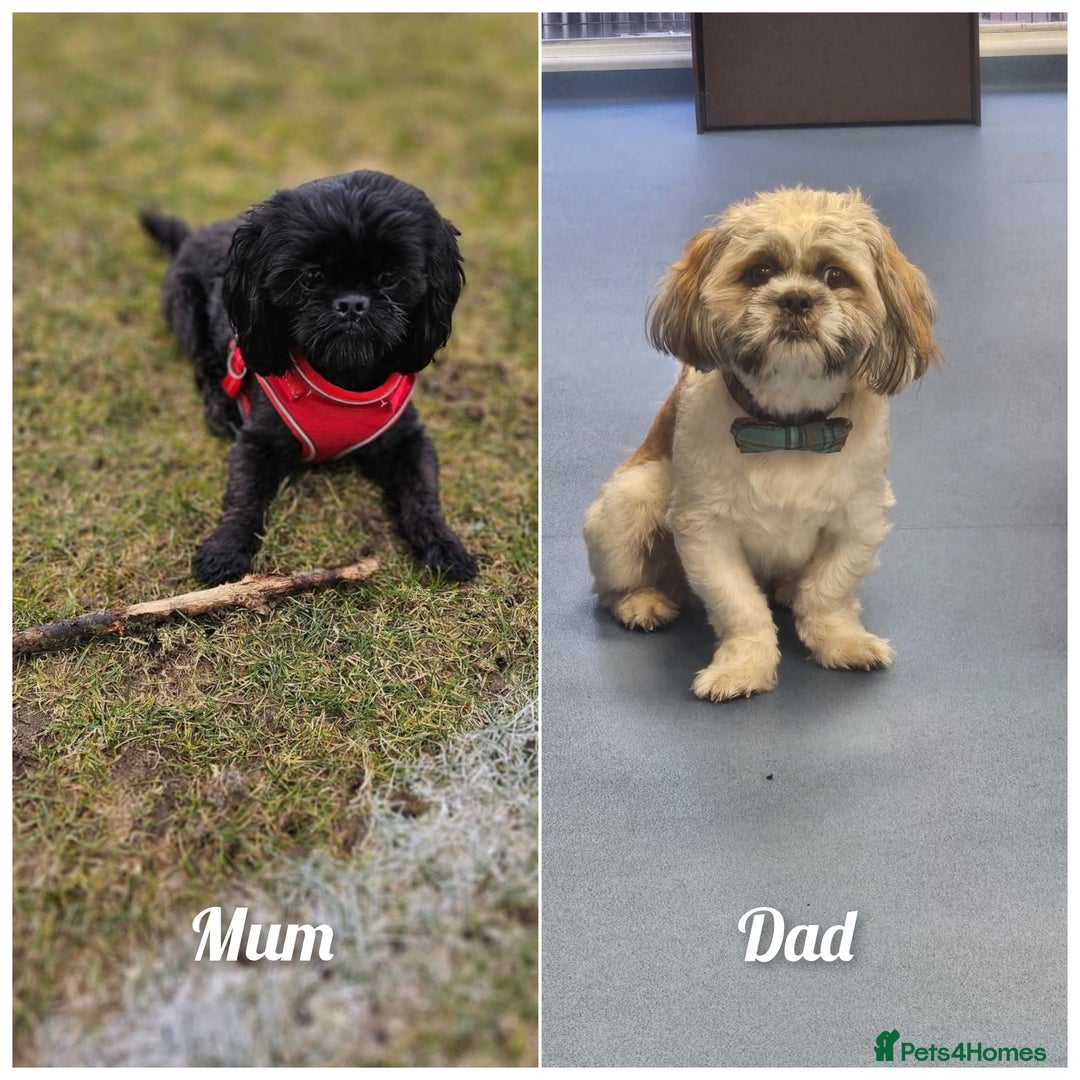 Shih Tzu dogs for sale: 4 Shih tzu puppies - Advert 2