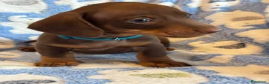 Miniature Dachshund Ziggy chocolate & tan boy light blue collar.