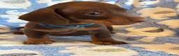Miniature Dachshund dogs for sale: KC Miniature Dachshund Smooth haired in Castleford - Advert 24