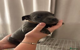 Staffordshire Bull Terrier dogs for sale: Stunning pure blue staffies - Image 29