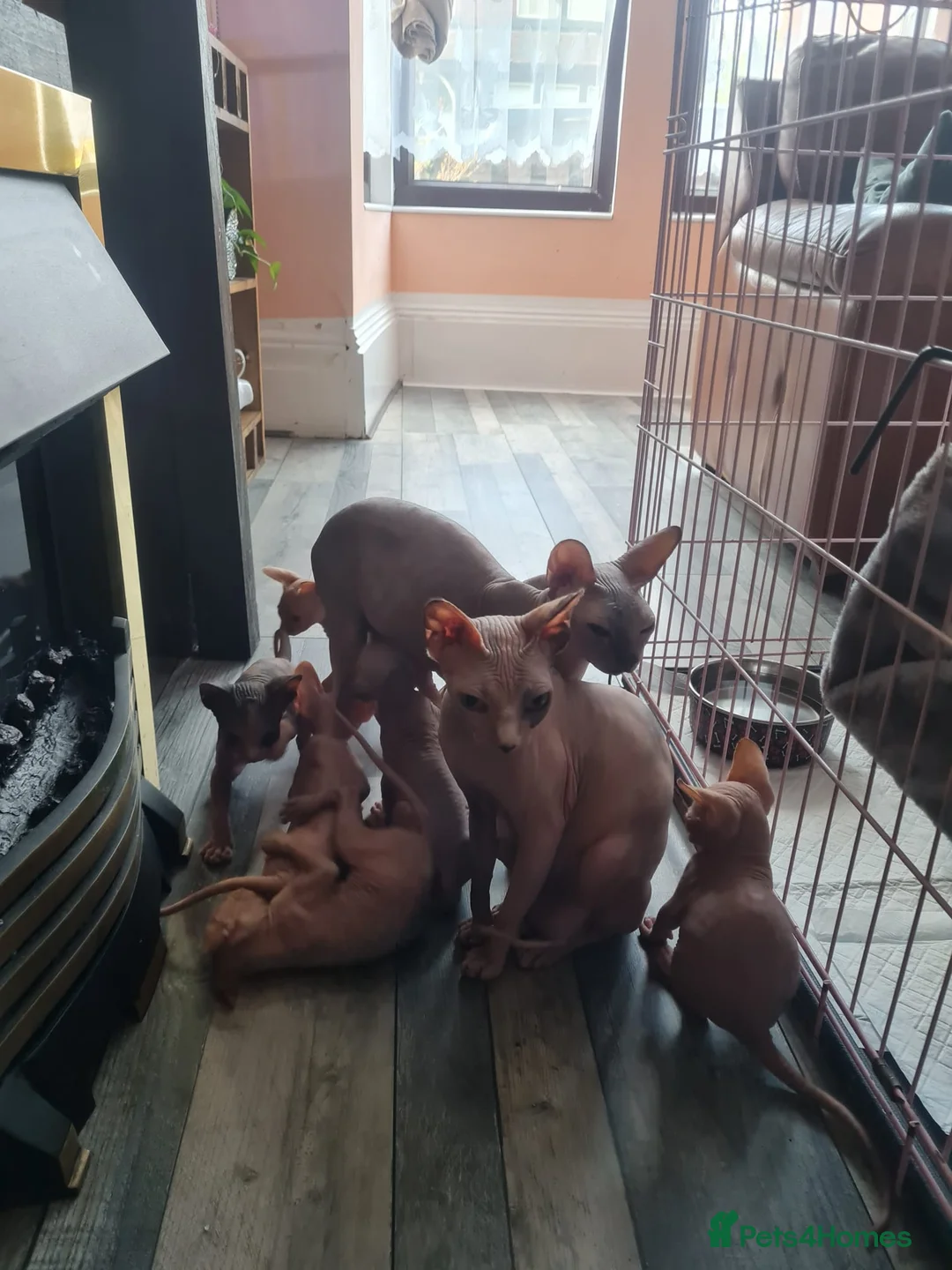 Sphynx cats for sale: Beautiful Sphynx kitten  - Advert 1