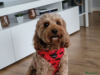 Cockapoo dogs in Didcot - Advert 16