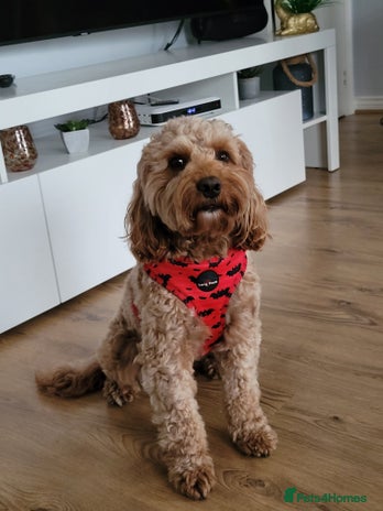 Cockapoo dogs in Didcot - Advert 1