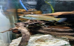 Cichlids fish for sale: Dwarf Egyptian mouth brooder cichlid - Image 2