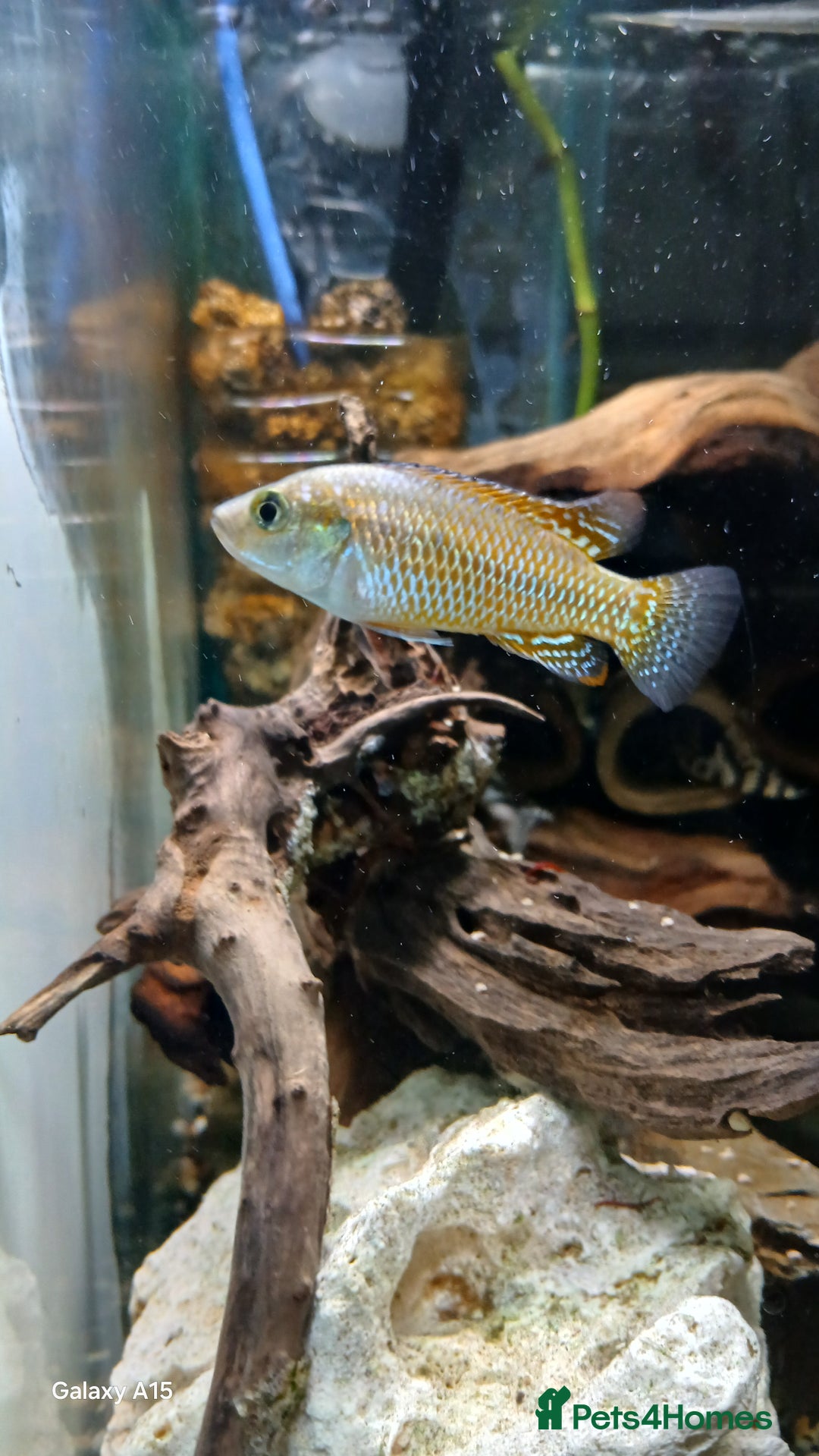 Cichlids fish for sale: Dwarf Egyptian mouth brooder cichlid - Image 2