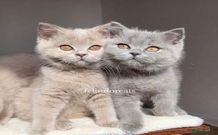 British Shorthair cats - Advert 5