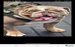English Bulldog dogs for sale: Kc british bulldog pups💙❤️ - Image 20