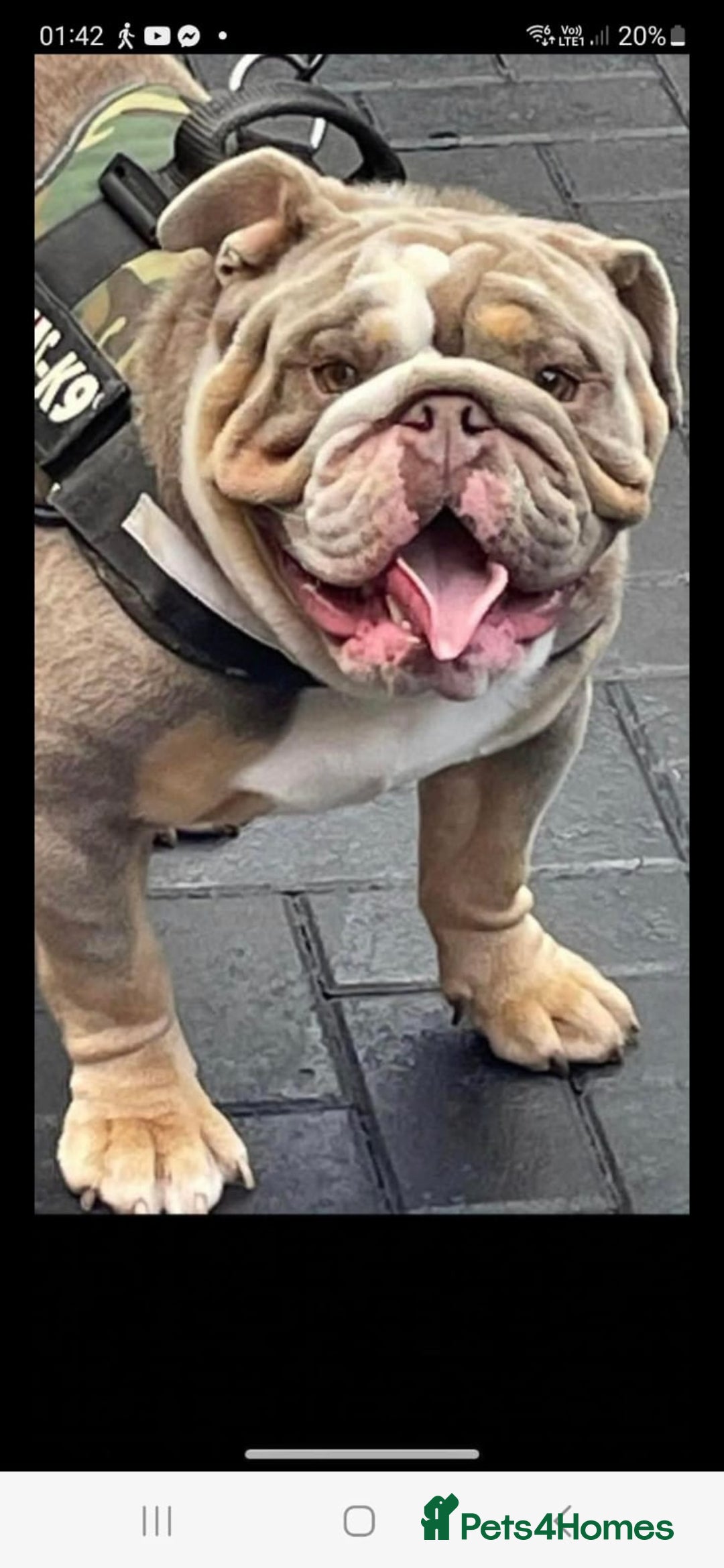English Bulldog dogs for sale: Kc british bulldog pups💙❤️ - Image 20